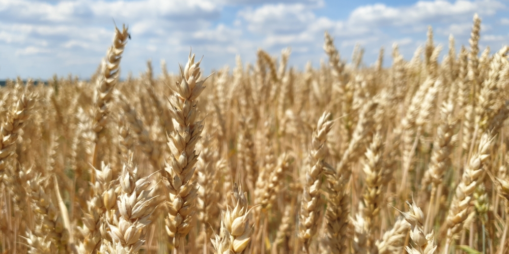 Themenführung Landwirtschaft